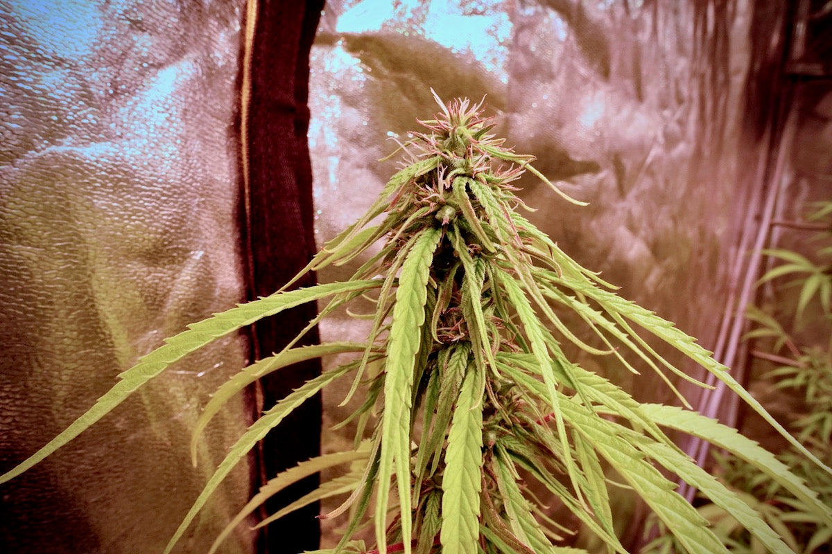 Kuamoni x Original-Haze