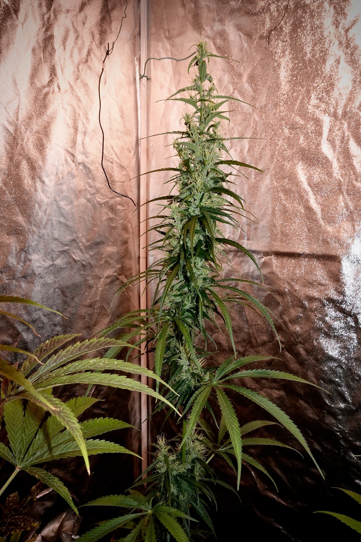 Kullu Valley x Original-Haze