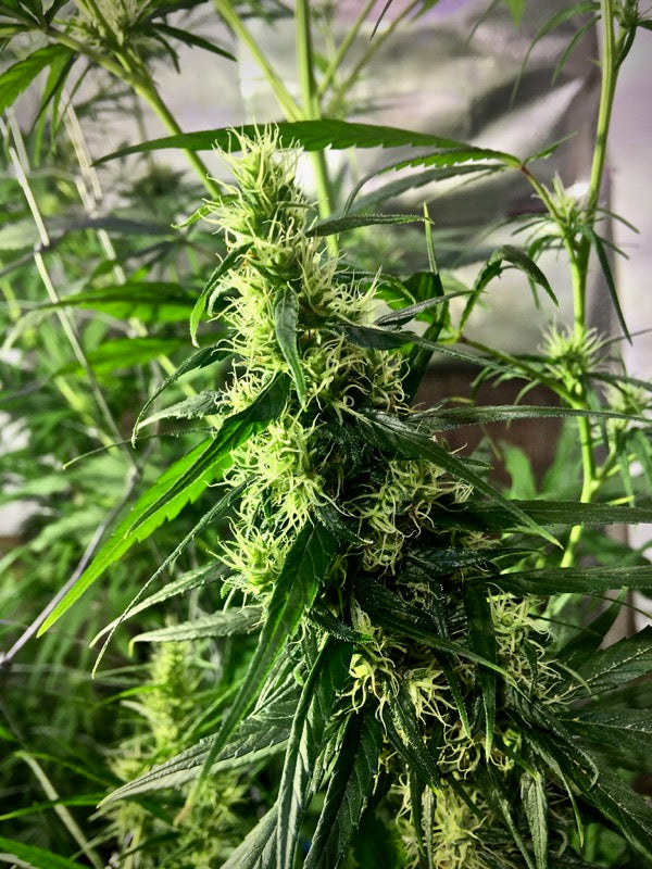 Zamaldelica first edition x THH 🔥