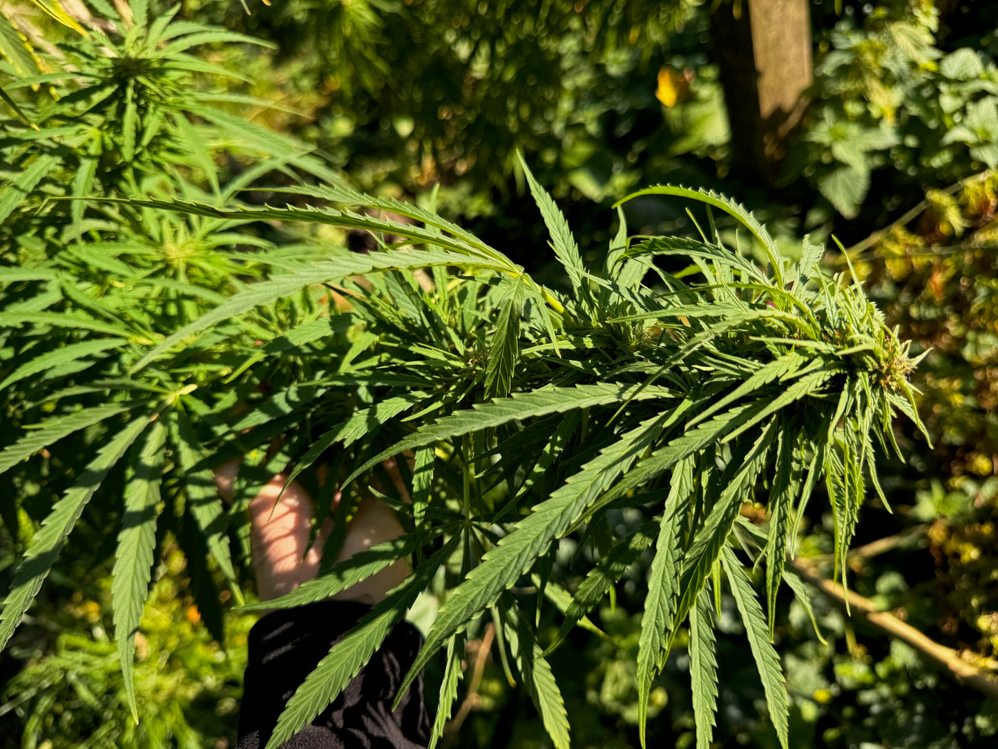 SkyWalker Auto #2 x OHz