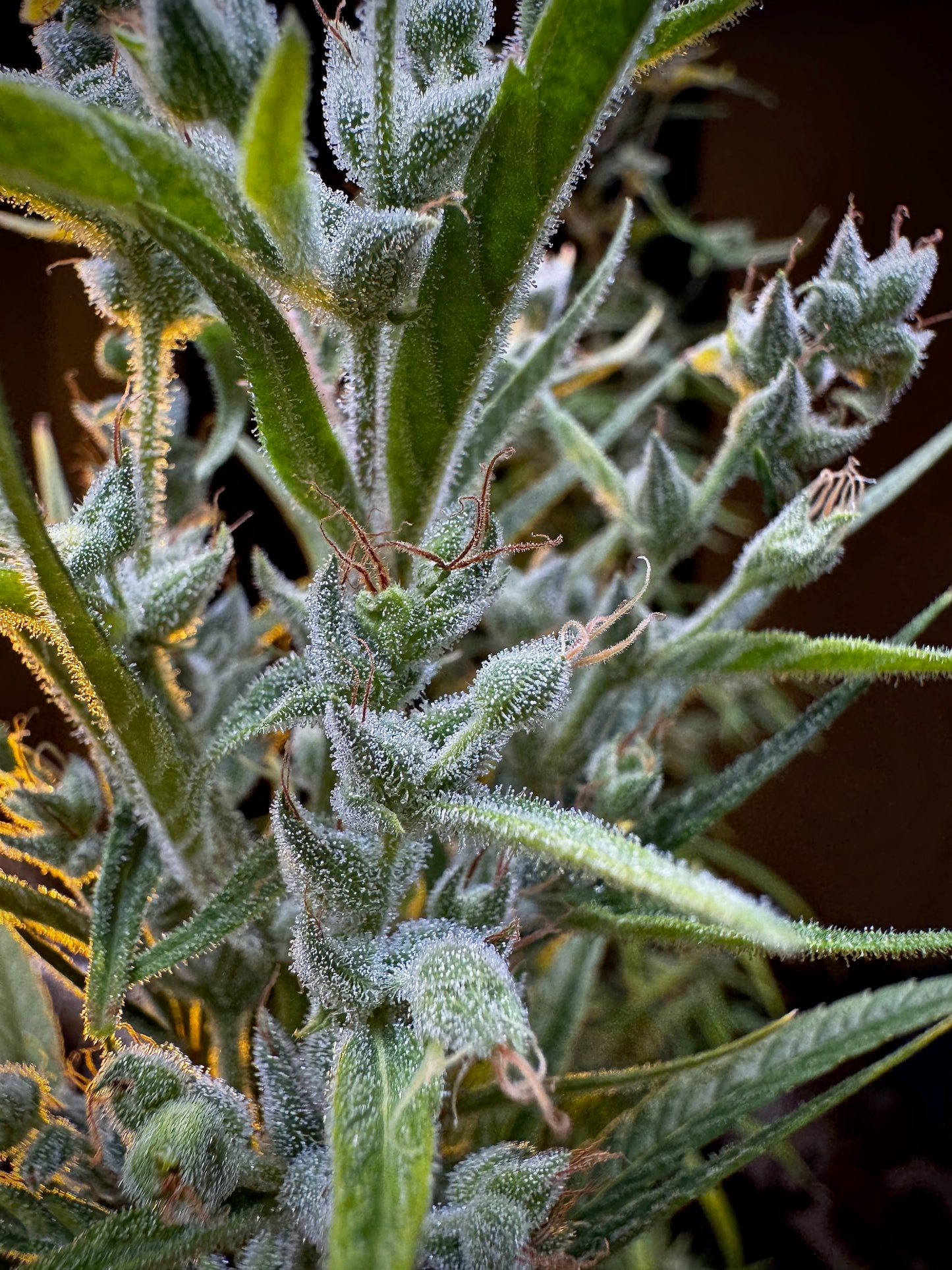 Manga Rosa Haze Special 🥠🔥