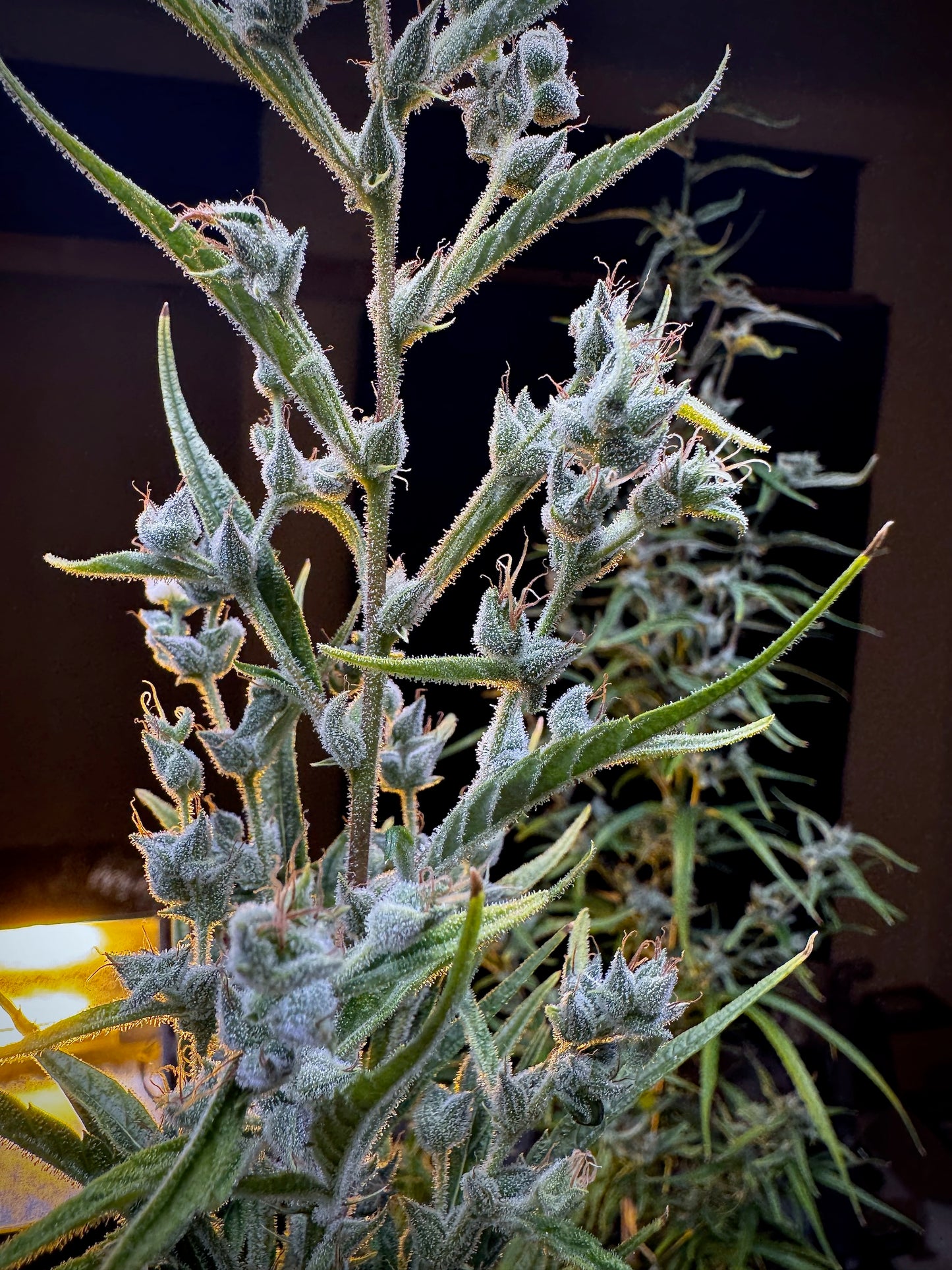 Manga Rosa Haze Special 🥠🔥