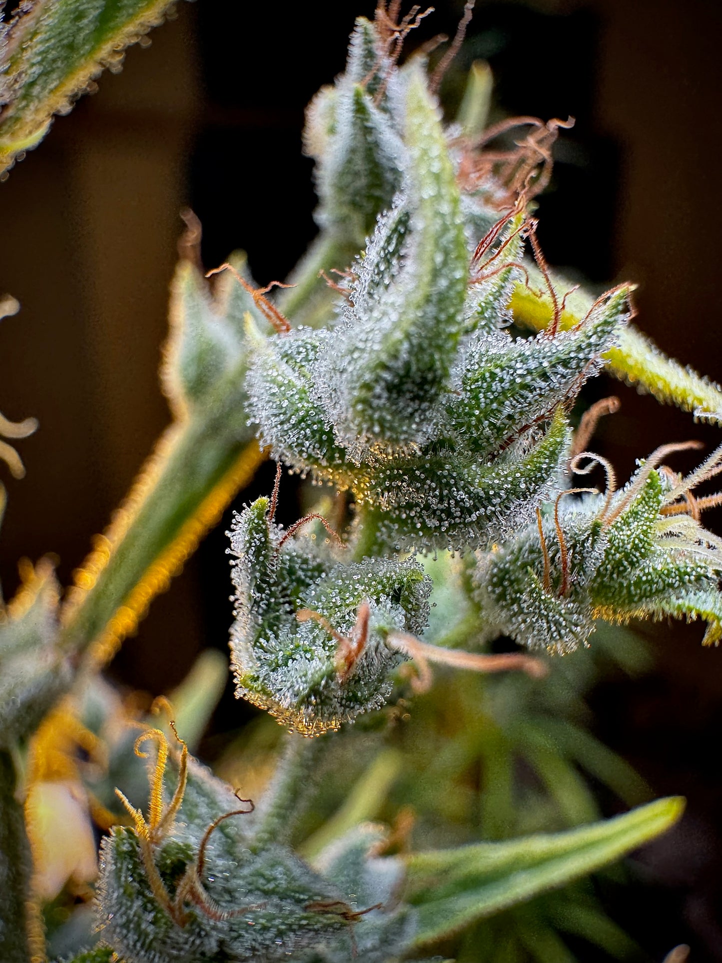 Manga Rosa Haze Special 🥠🔥