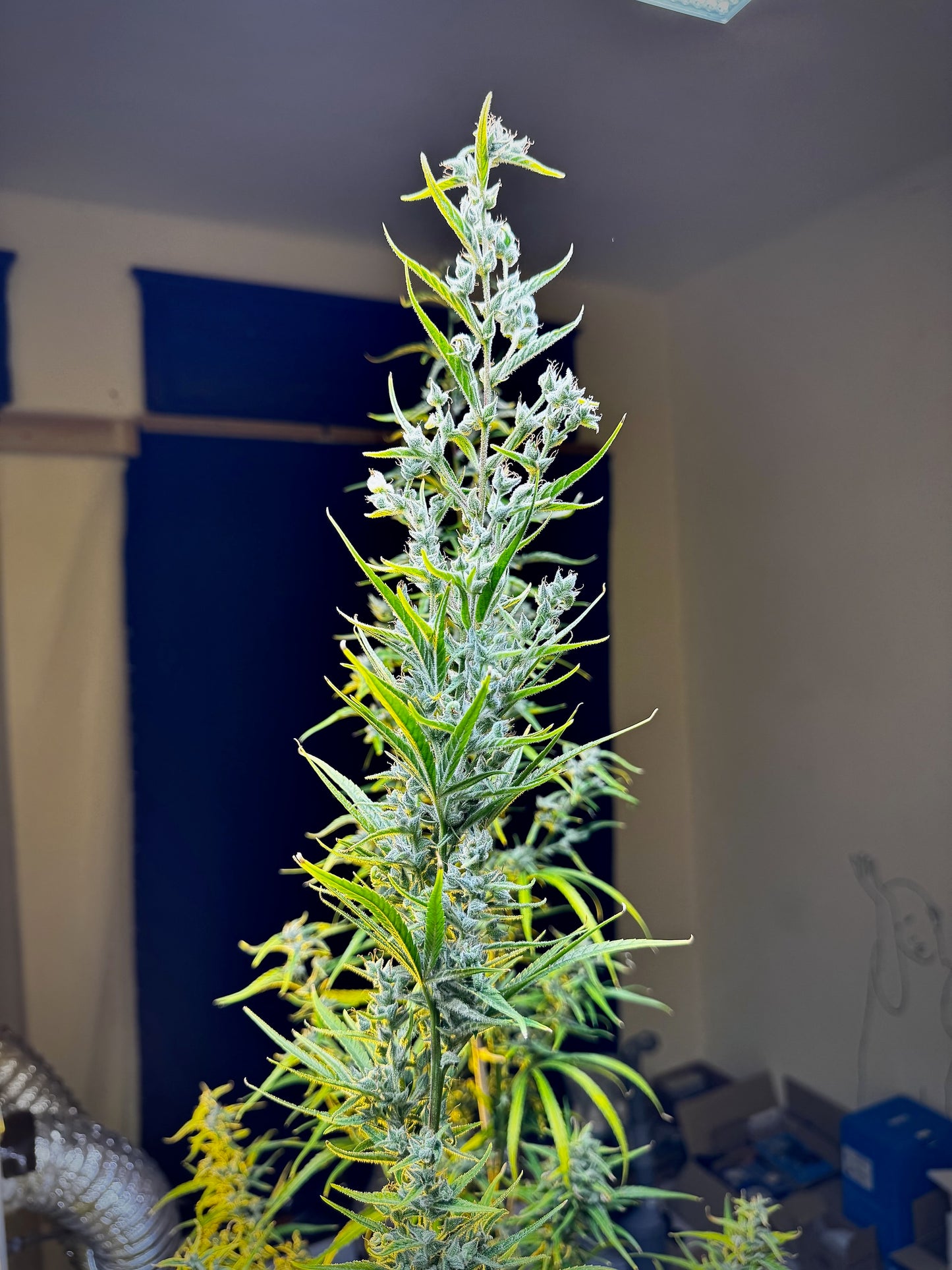 Manga Rosa Haze Special 🥠🔥