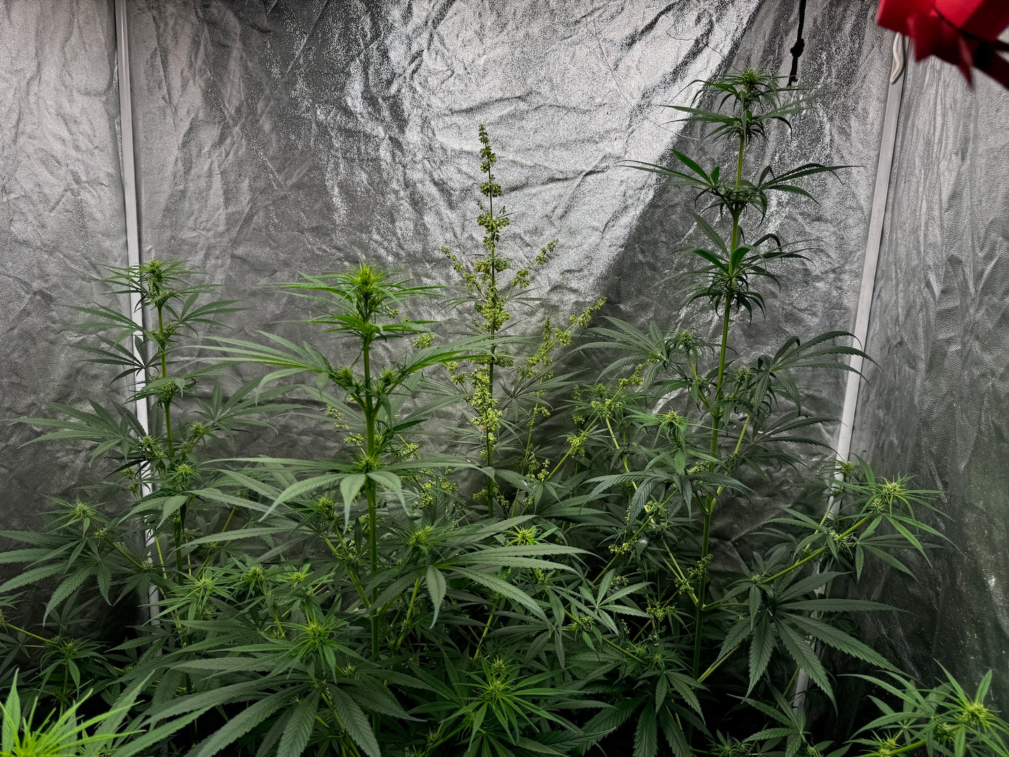 Thunk 2 green/purple