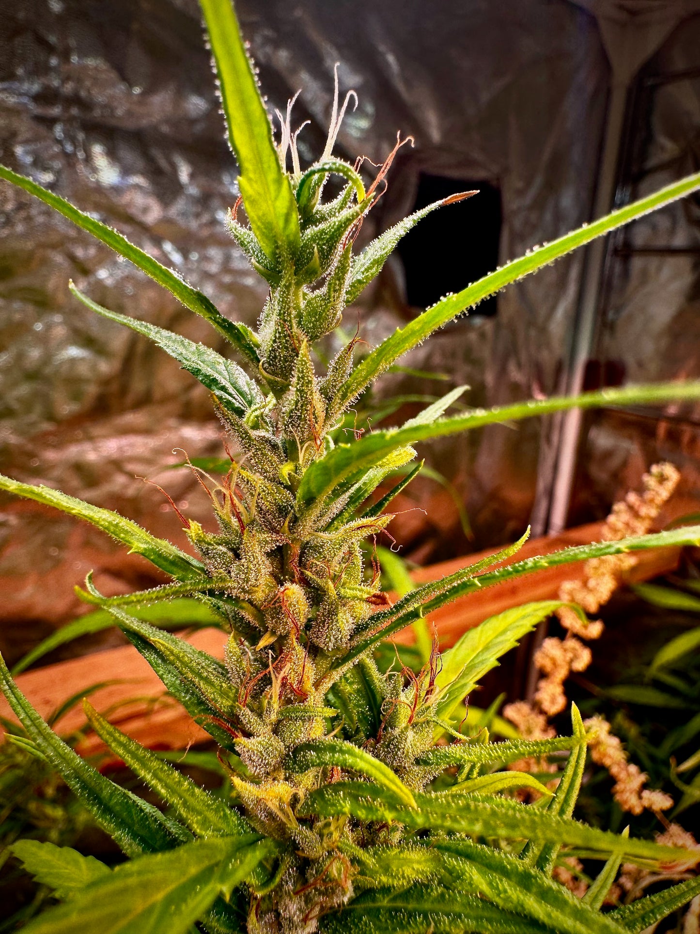 Colombian Corinto x Original-Haze