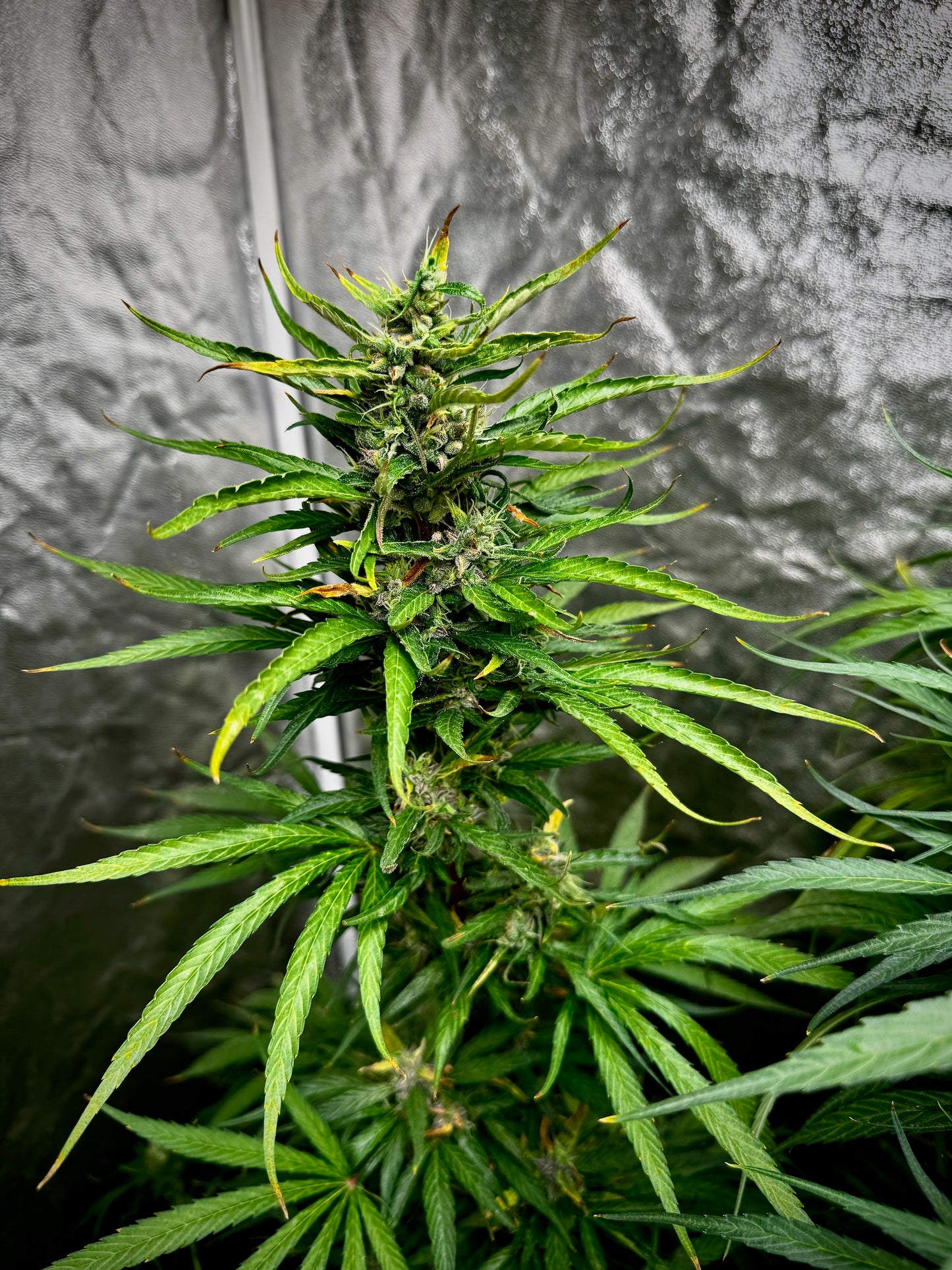 Thunk 2 Tea Tree Thai Pheno