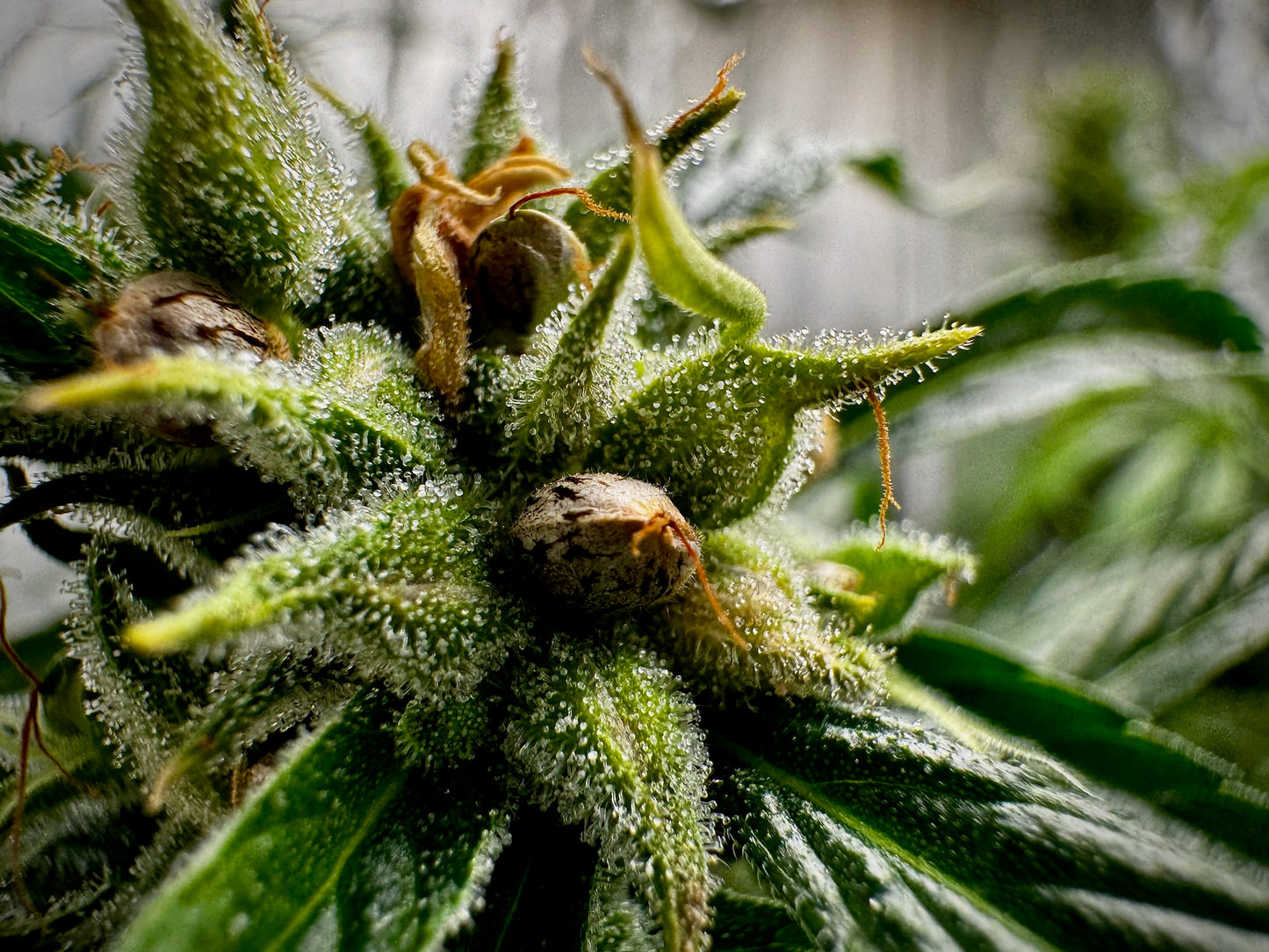 Thunk 2 green/purple