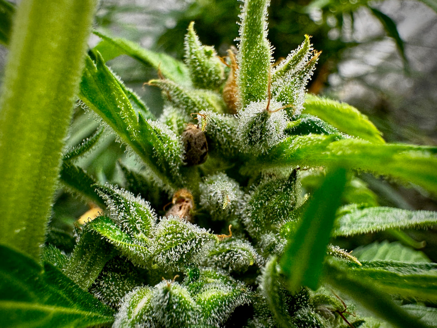 Thunk 2 green/purple