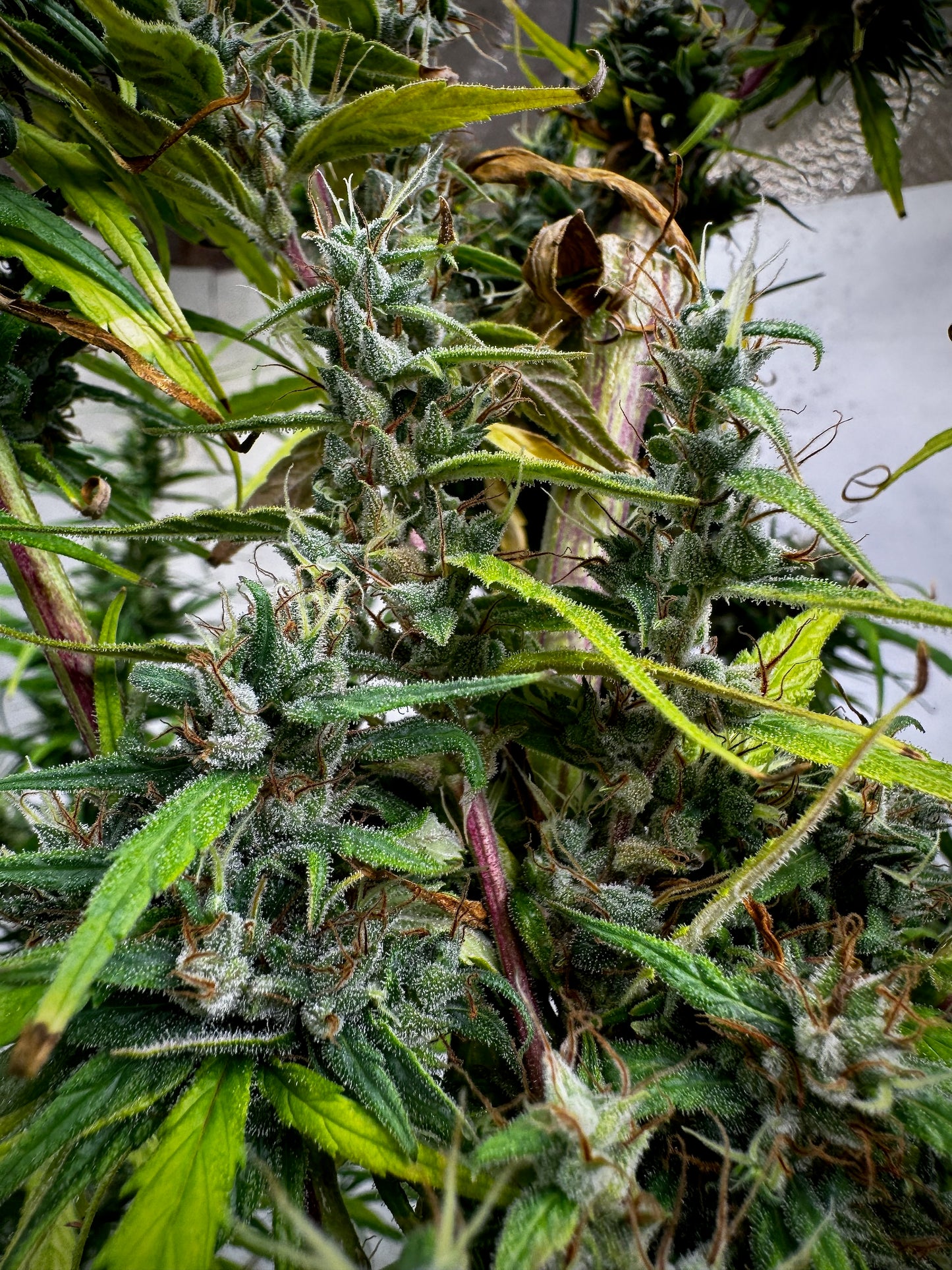 Jamaican × Original-Haze