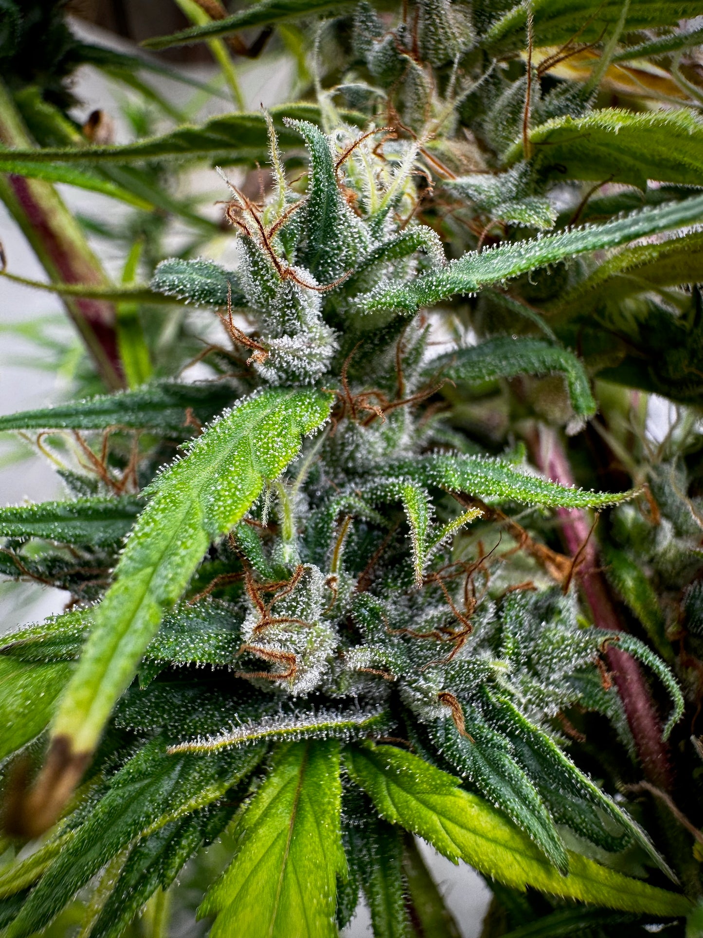 Jamaican × Original-Haze