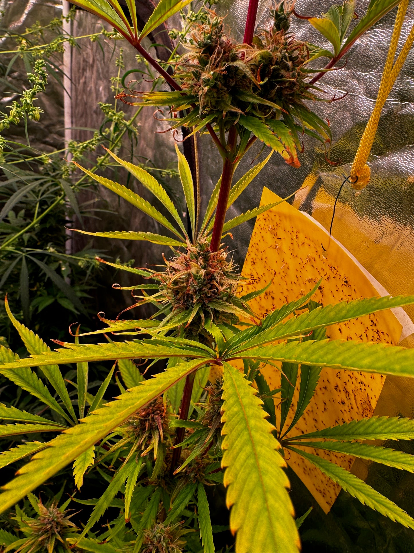 Colombian Red (aka Wacky Weed) x Original-Haze