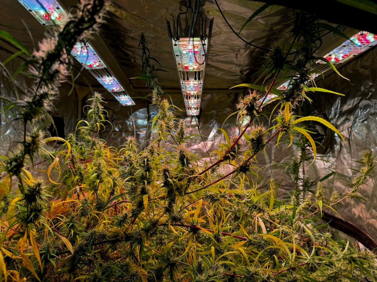 Destroyer (best) x Original-Haze