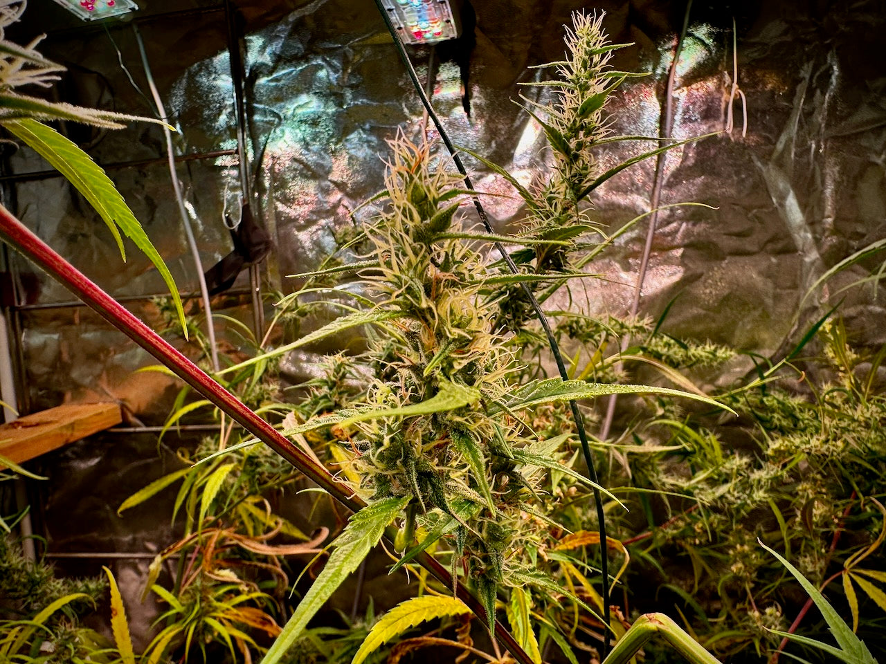 Destroyer (best) x Original-Haze