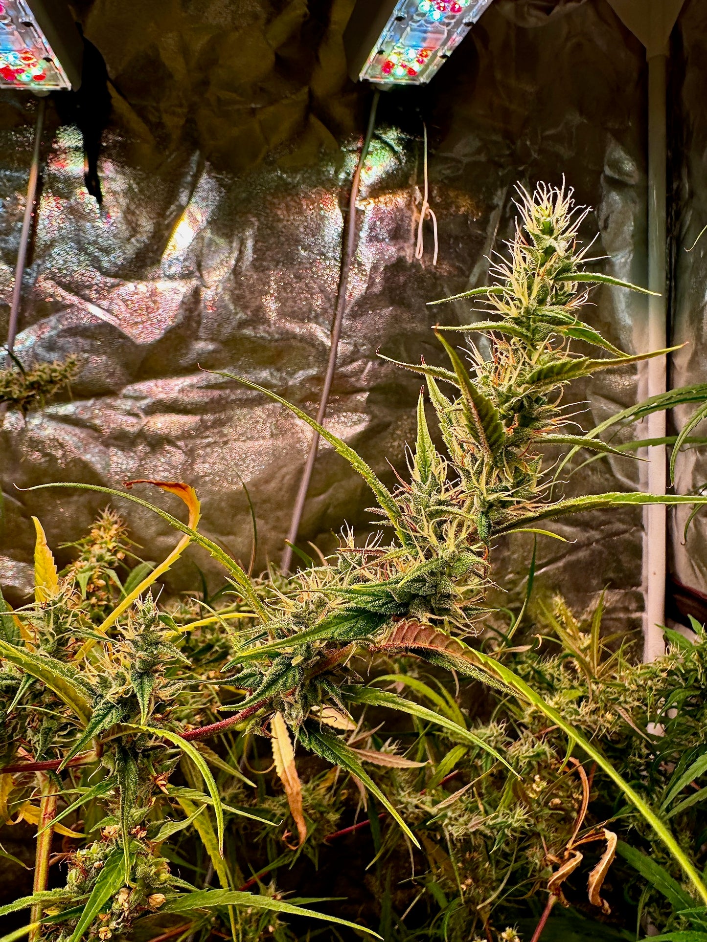 Destroyer (best) x Original Haze – Sam’s Private (reversed) - feminized Seeds