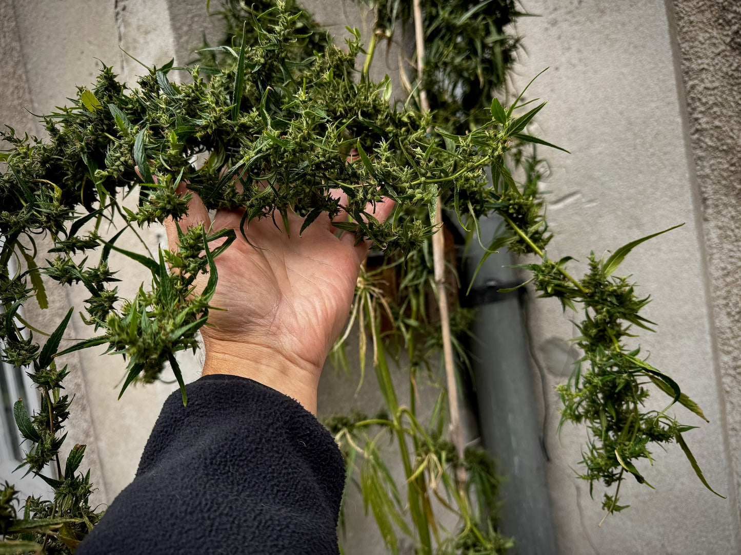 Original Haze (Sam's private) x Original Haze 90' male