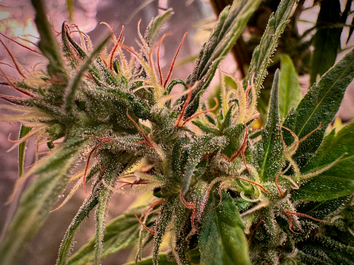 Jamaican 80' feminized