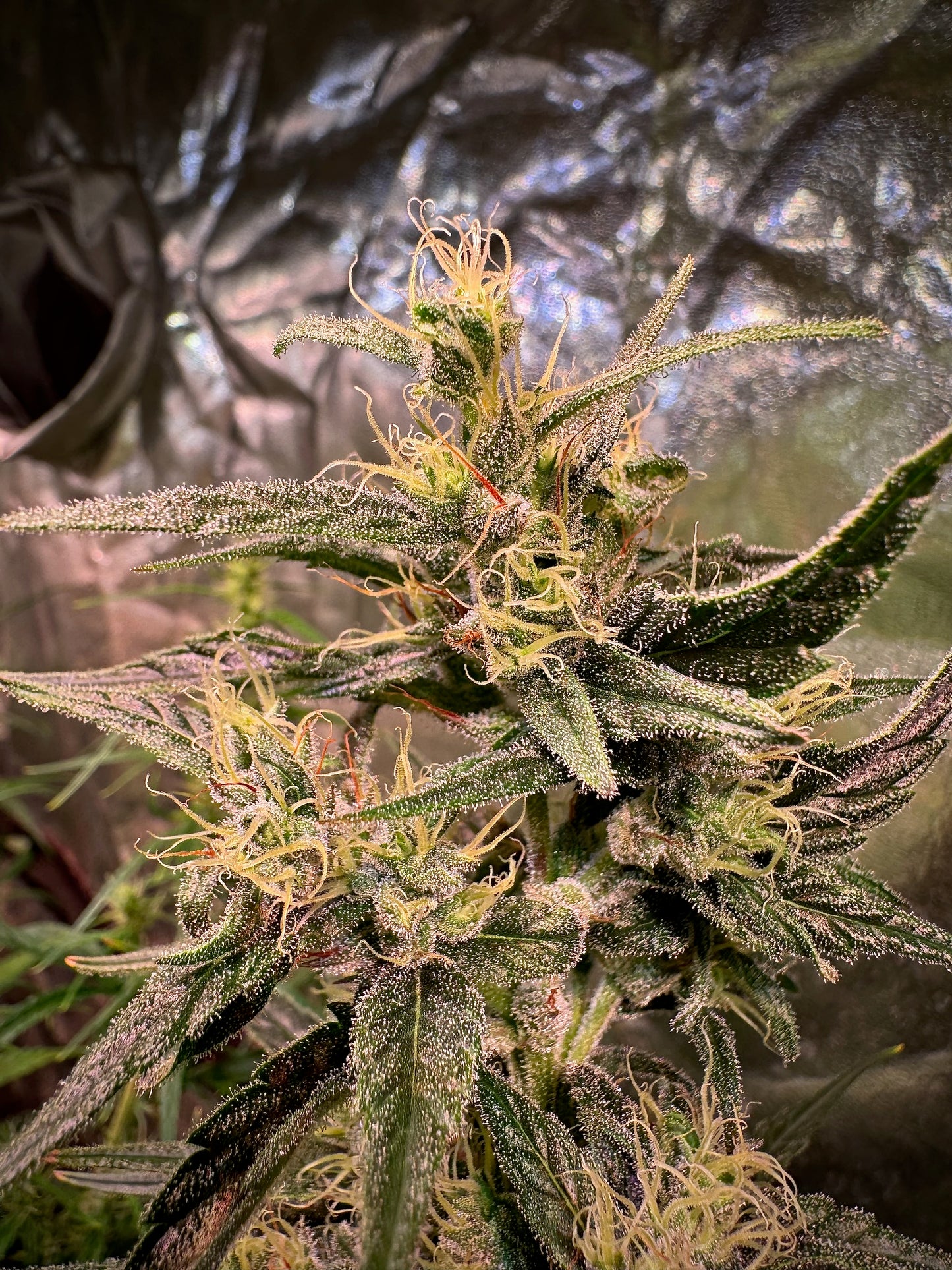 Jack Herer Purple Pheno (Sensi Seeds ’90) / Original Haze × Original Haze ’90 Selected Male