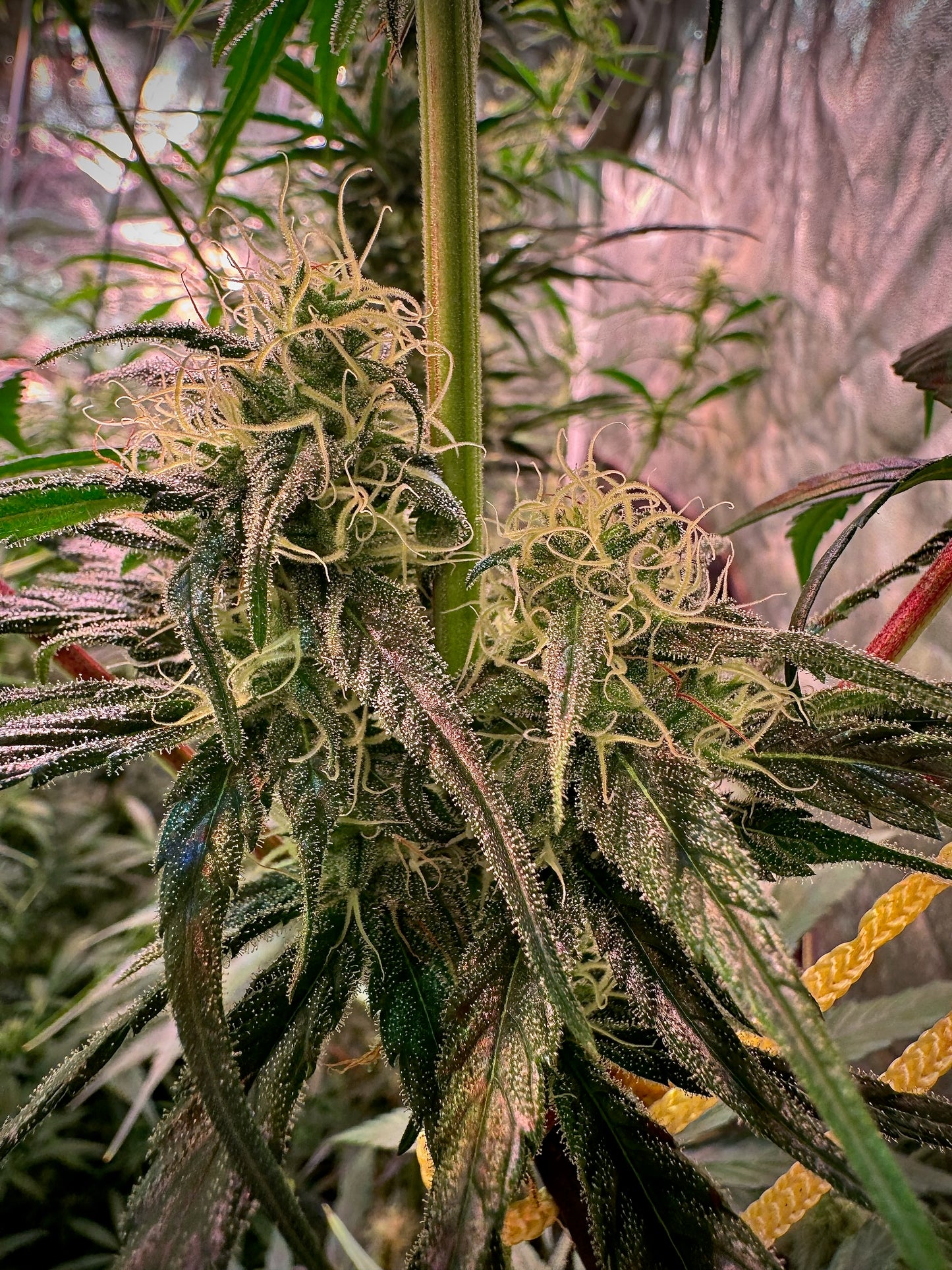 Jack Herer (Sensi Seeds ’90) / Original Haze × Original Haze ’90 Selected Male