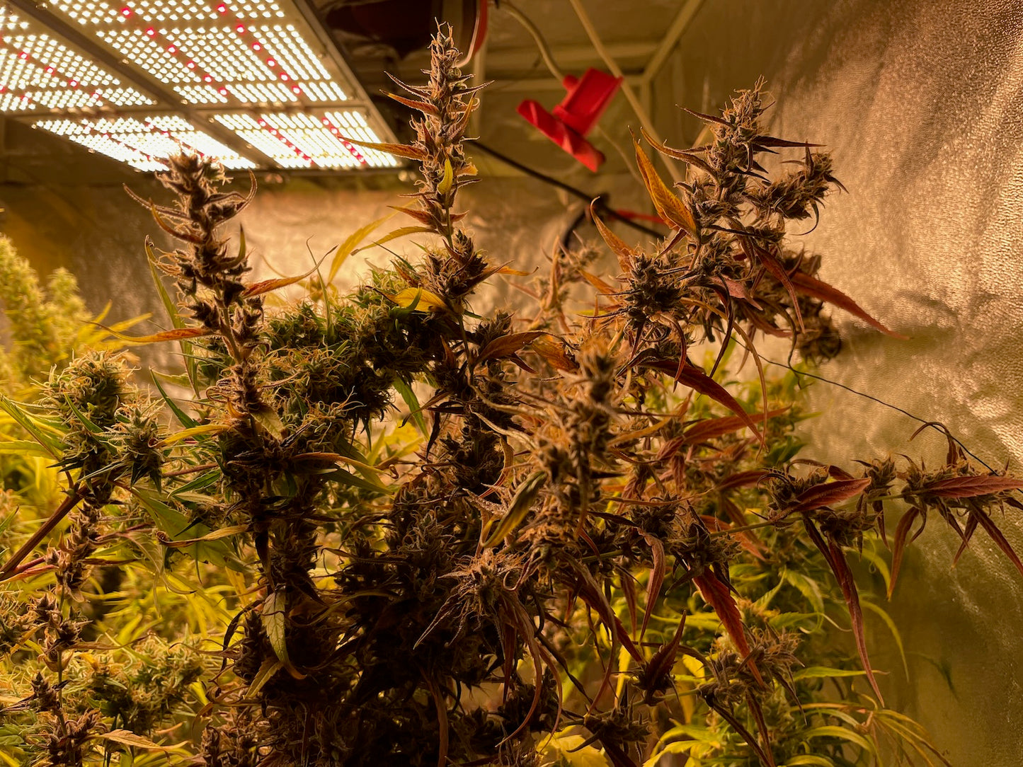 Colombian Santa Marta x Original-Haze