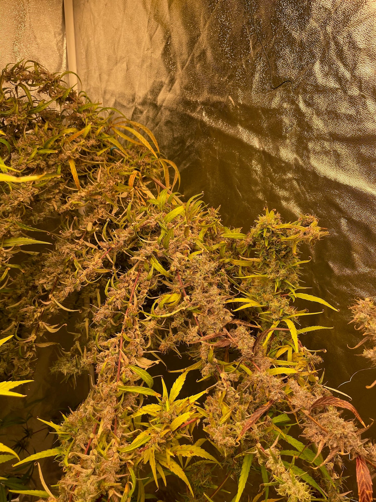 Colombian Santa Marta x Original-Haze