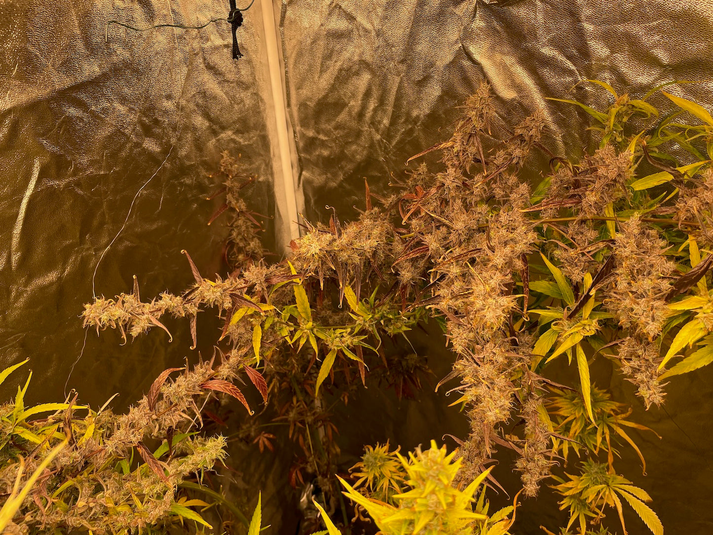 Colombian Santa Marta x Original-Haze