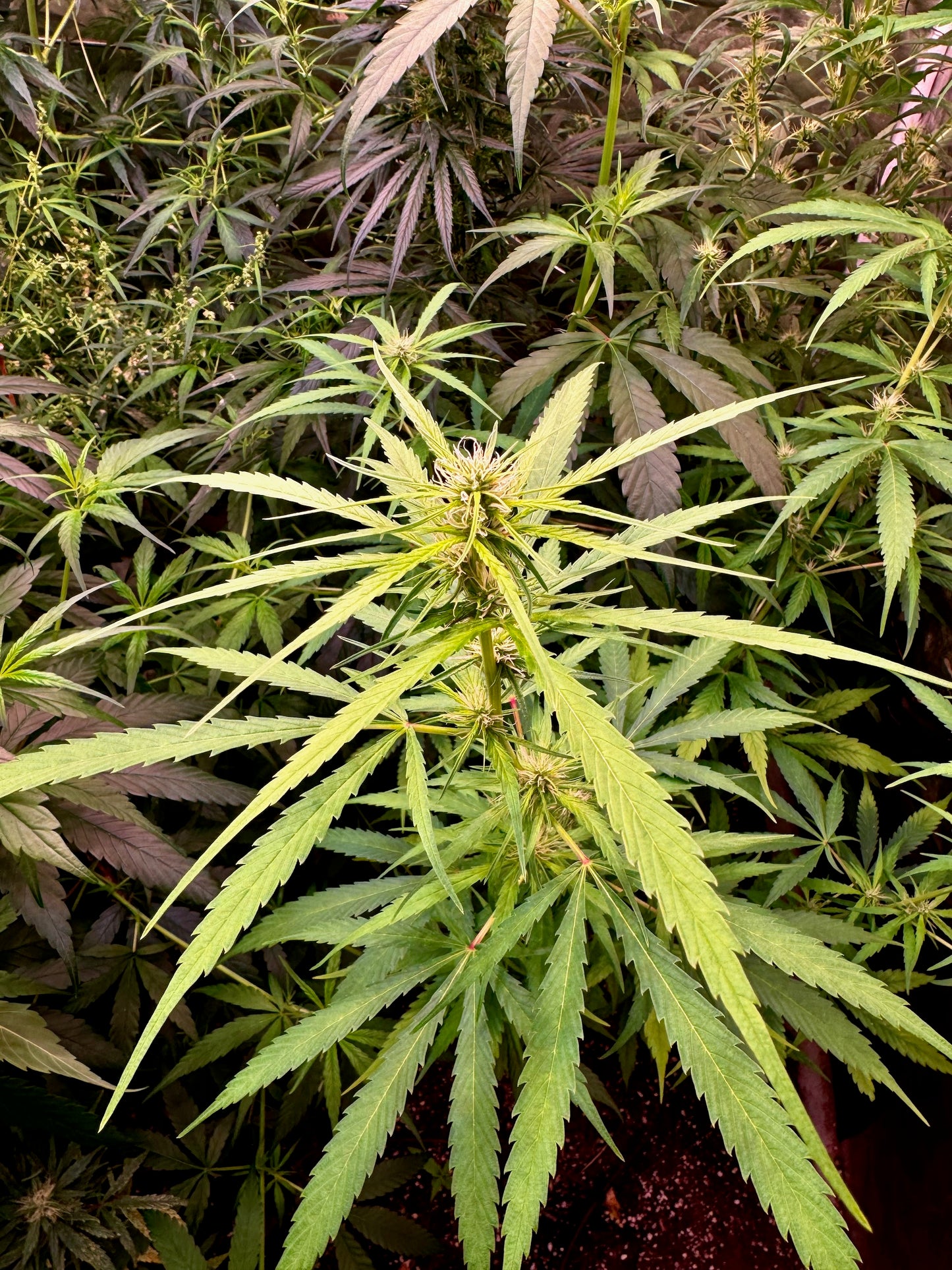 Manga Rosa Fem. ðŸ¥ðŸ”¥ðŸ‡§ðŸ‡·