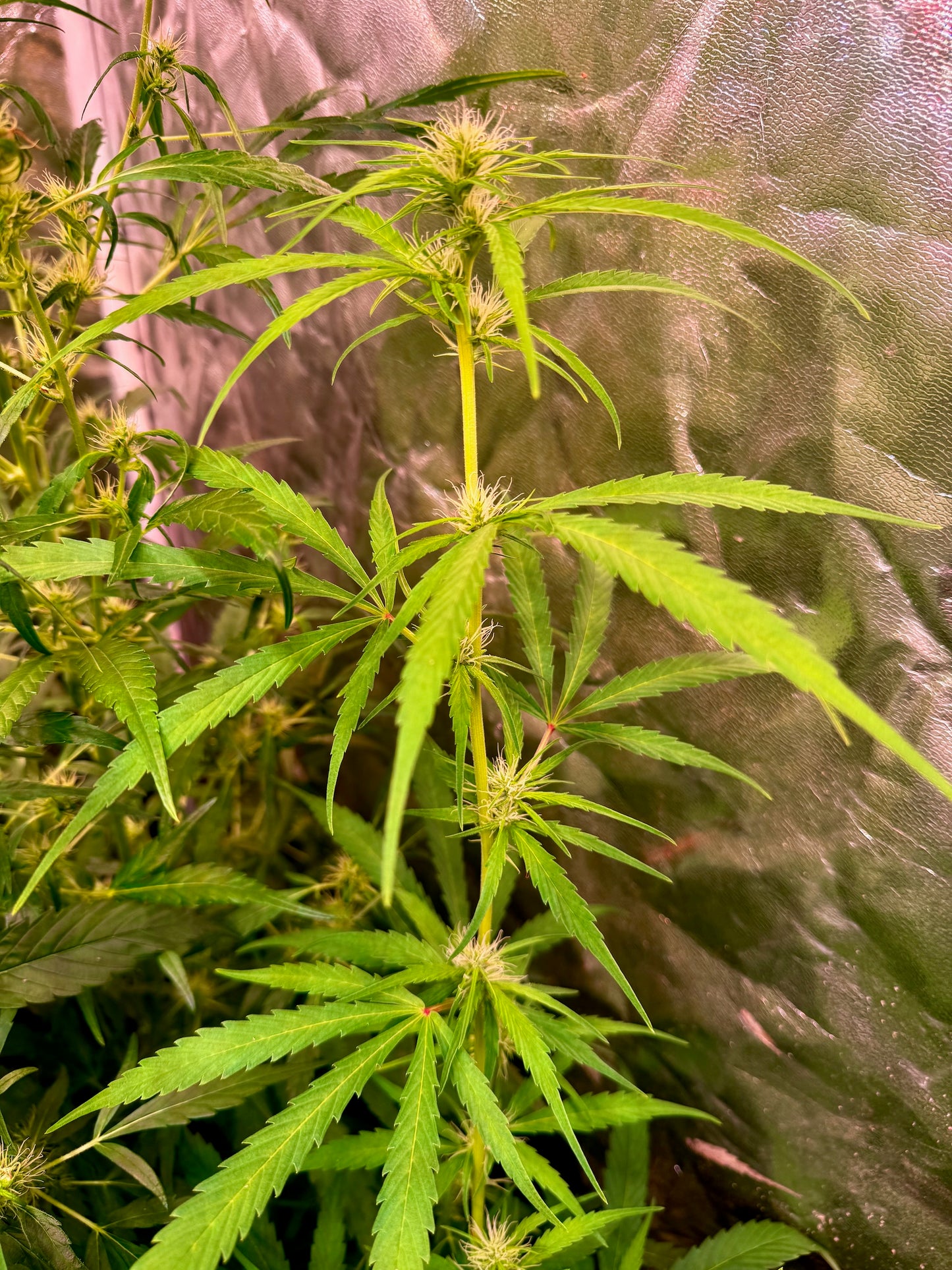 Manga Rosa Fem. ðŸ¥ðŸ”¥ðŸ‡§ðŸ‡·