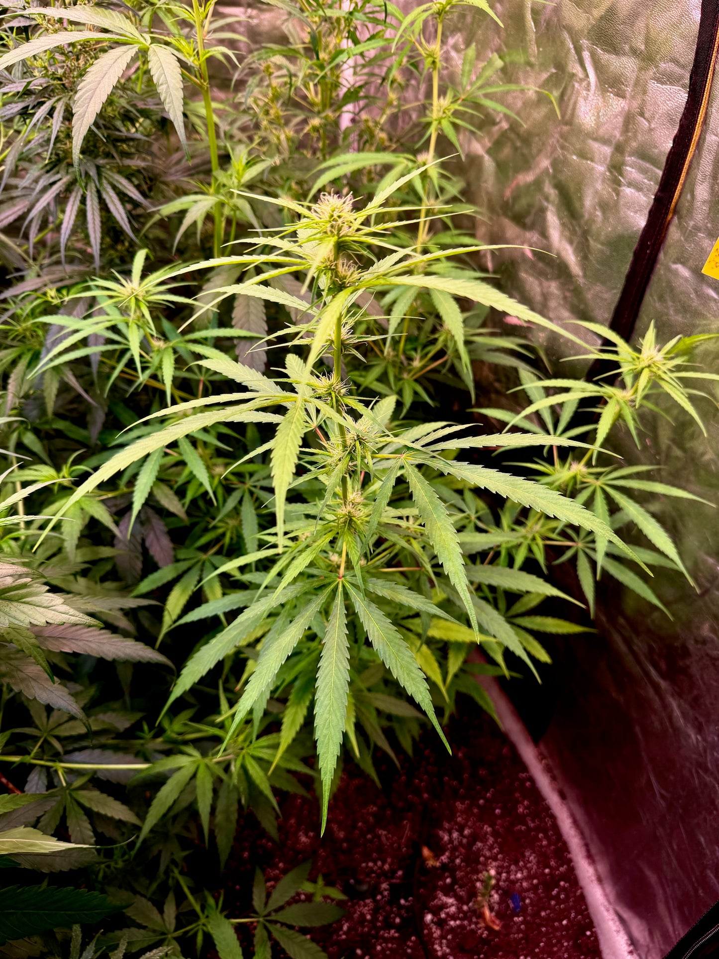 Manga Rosa Fem. ðŸ¥ðŸ”¥ðŸ‡§ðŸ‡·