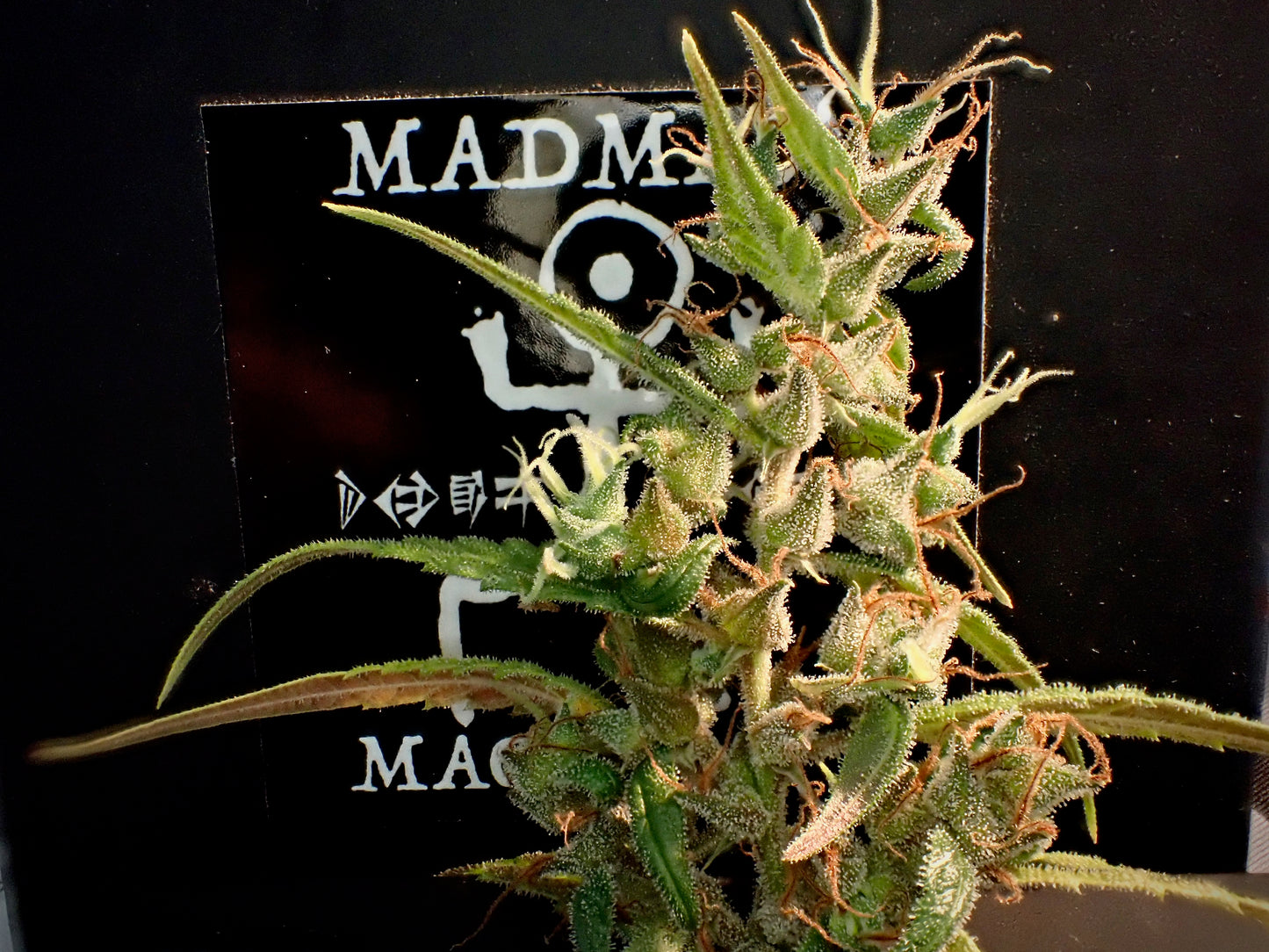 Original Haze feminized - Sam's private