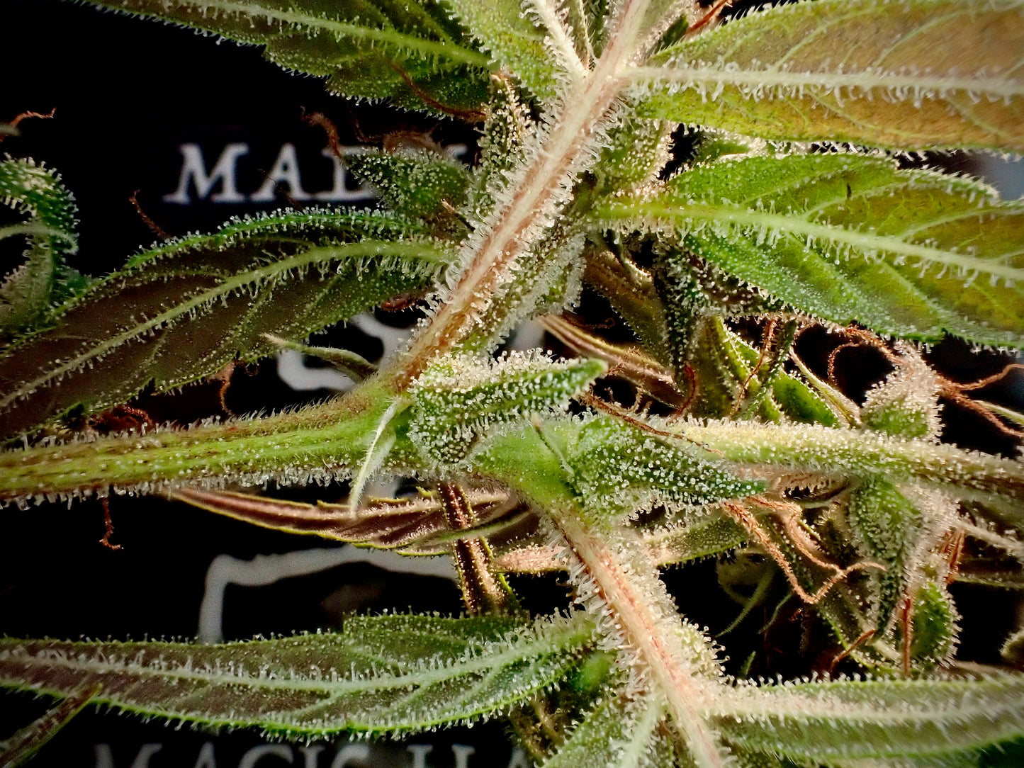 Original Haze feminized - Sam's private