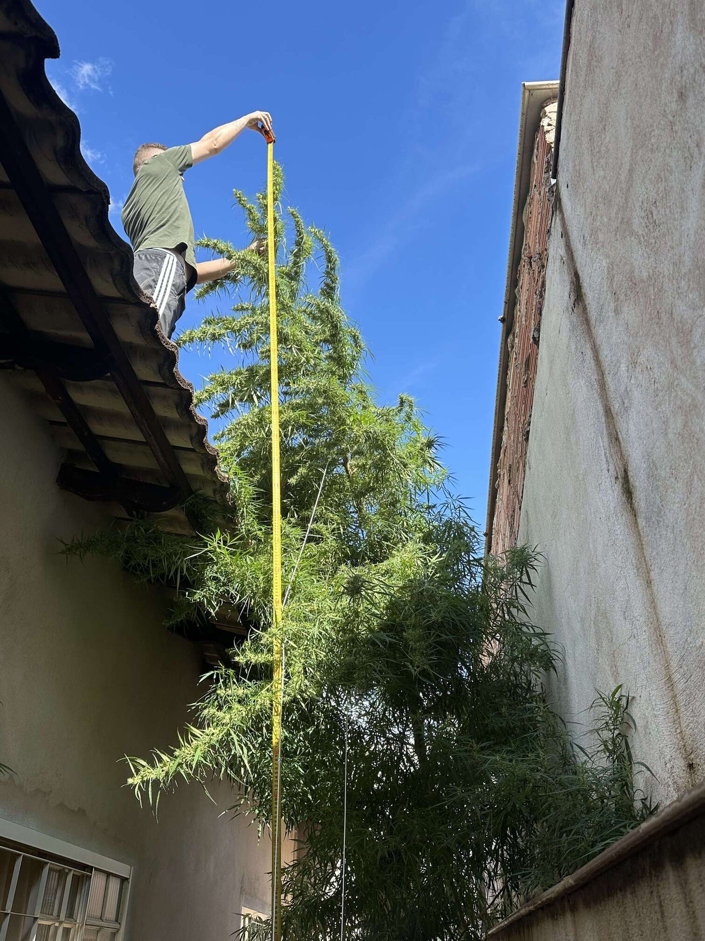 Thai Stick 70'