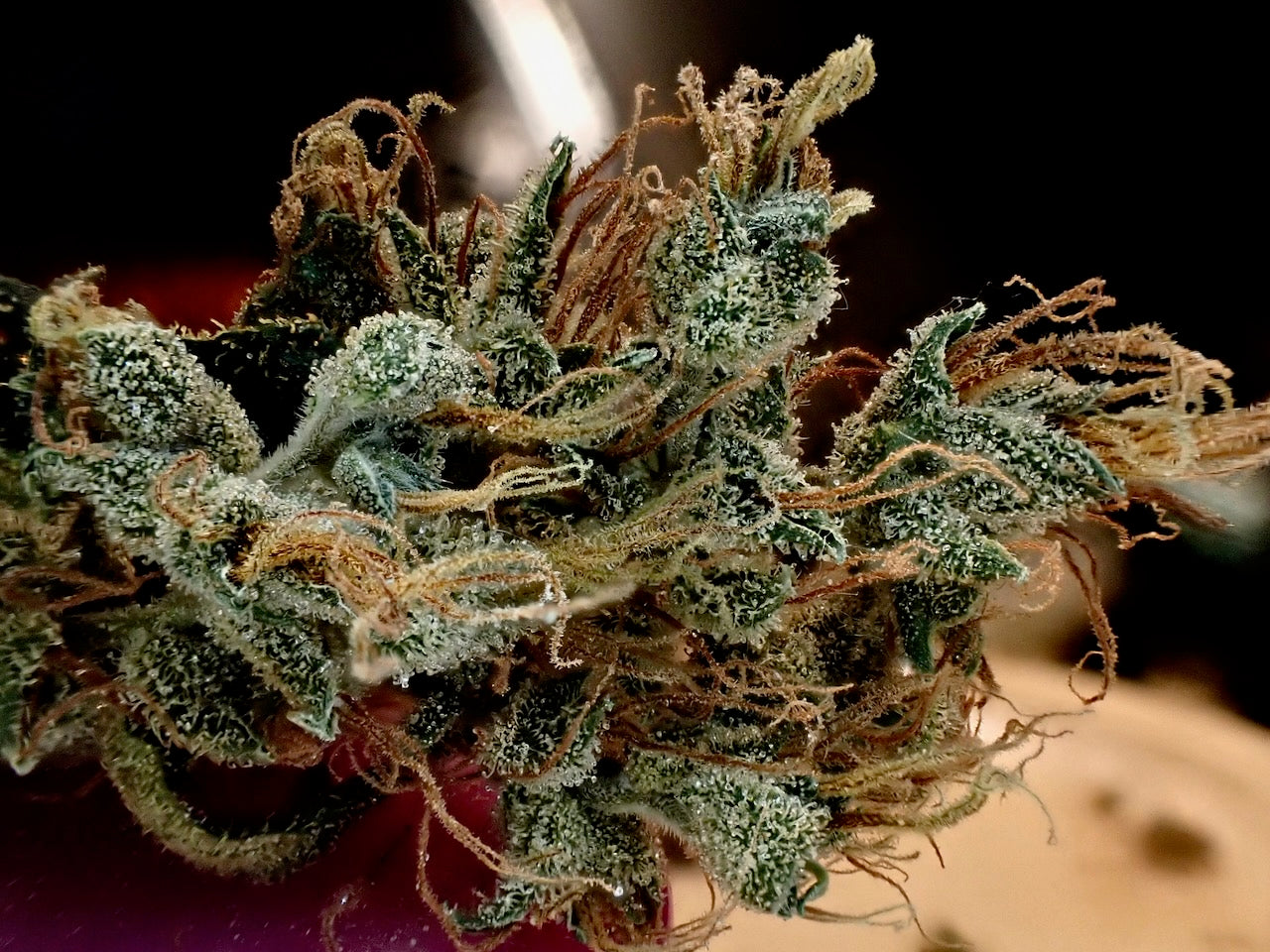 Original Haze feminized - Sam's private