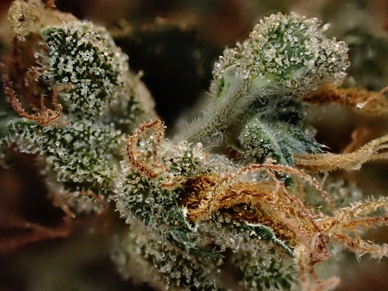 Original Haze feminized - Sam's private