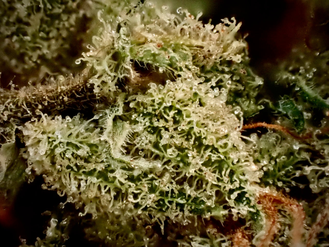 Original Haze feminized - Sam's private