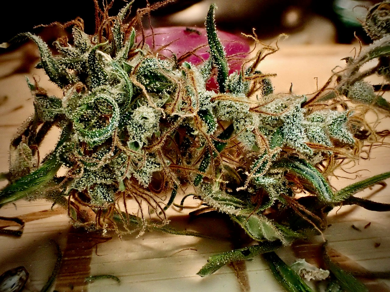 Original Haze feminized - Sam's private