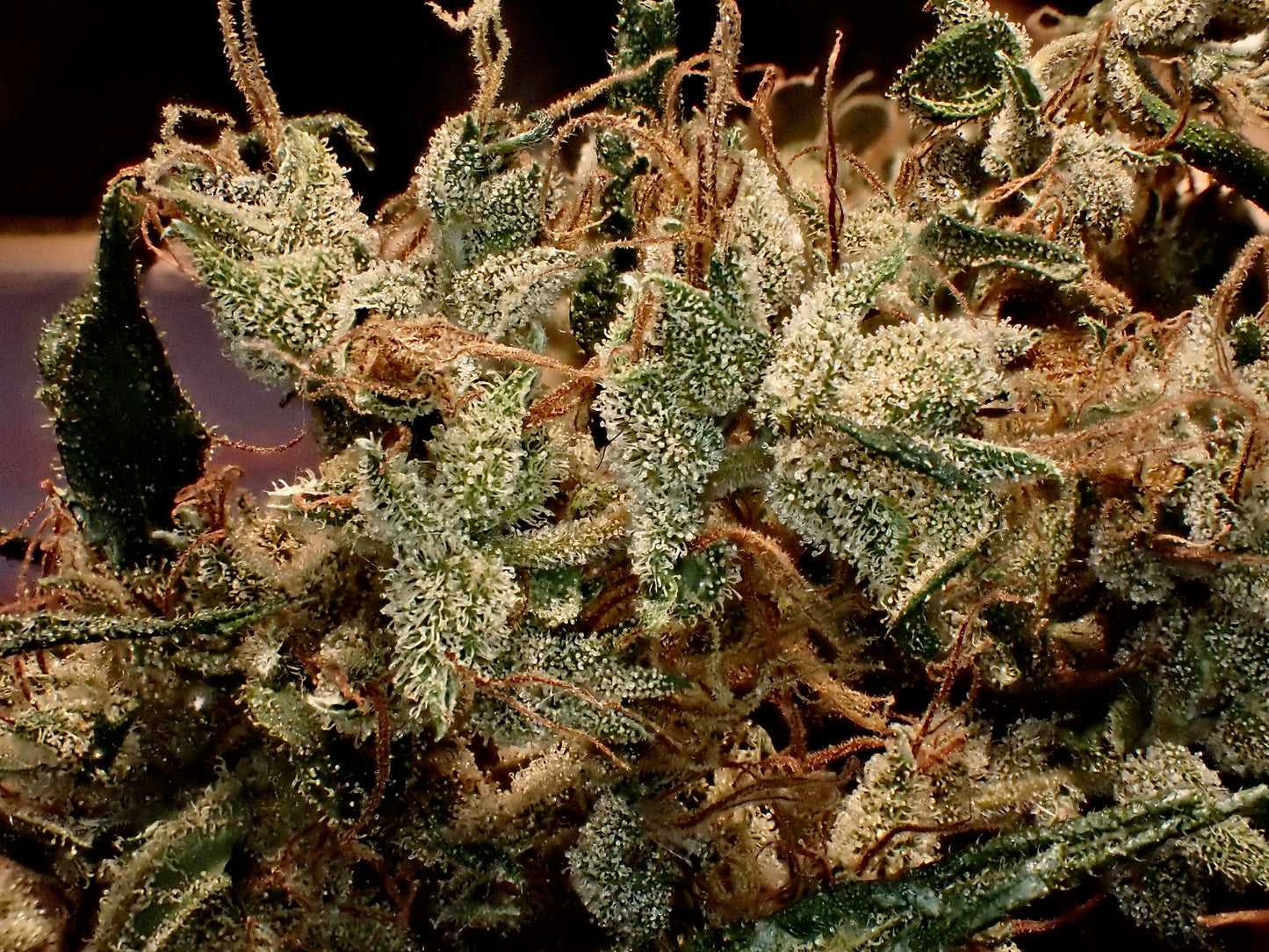 Manga Rosa Haze 🌈 🥭 🔥 🇧🇷