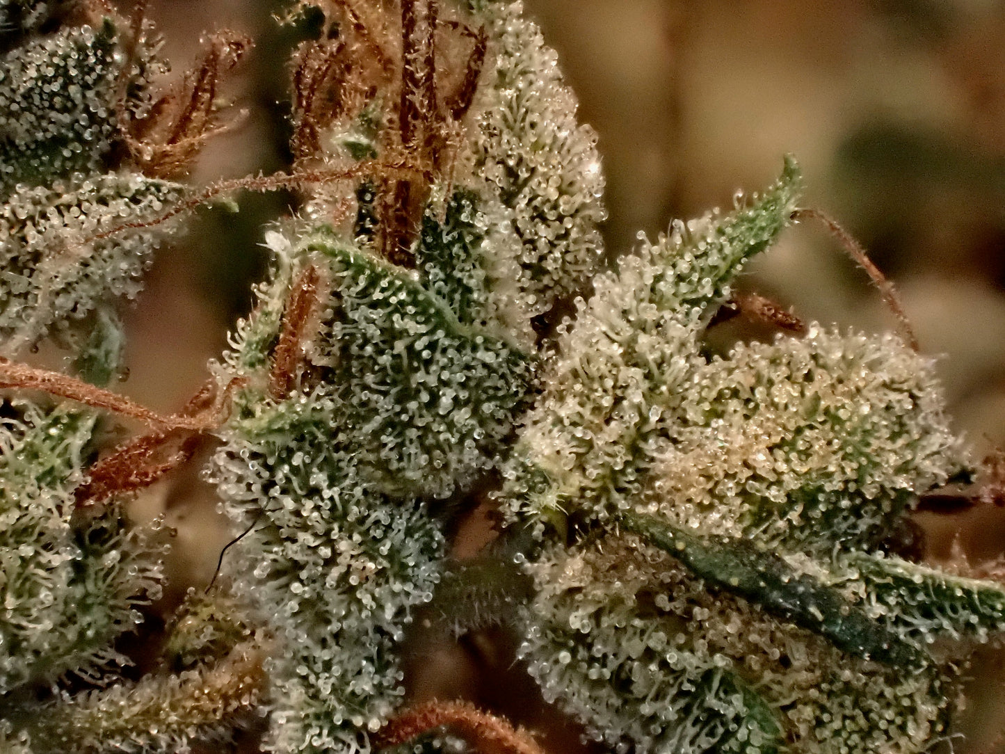 Manga Rosa Haze 🌈 🥭 🔥 🇧🇷