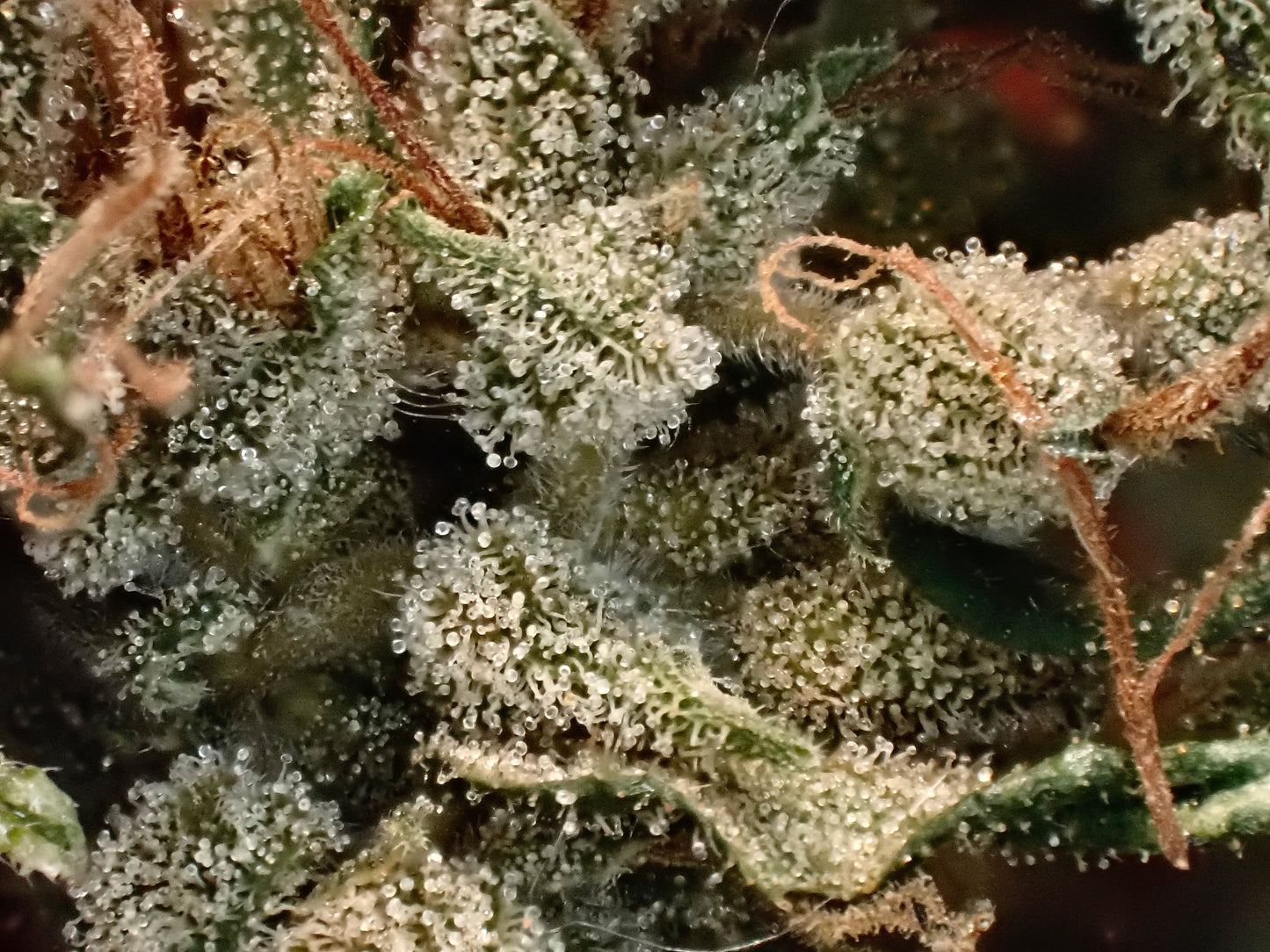 Manga Rosa Haze 🌈 🥭 🔥 🇧🇷