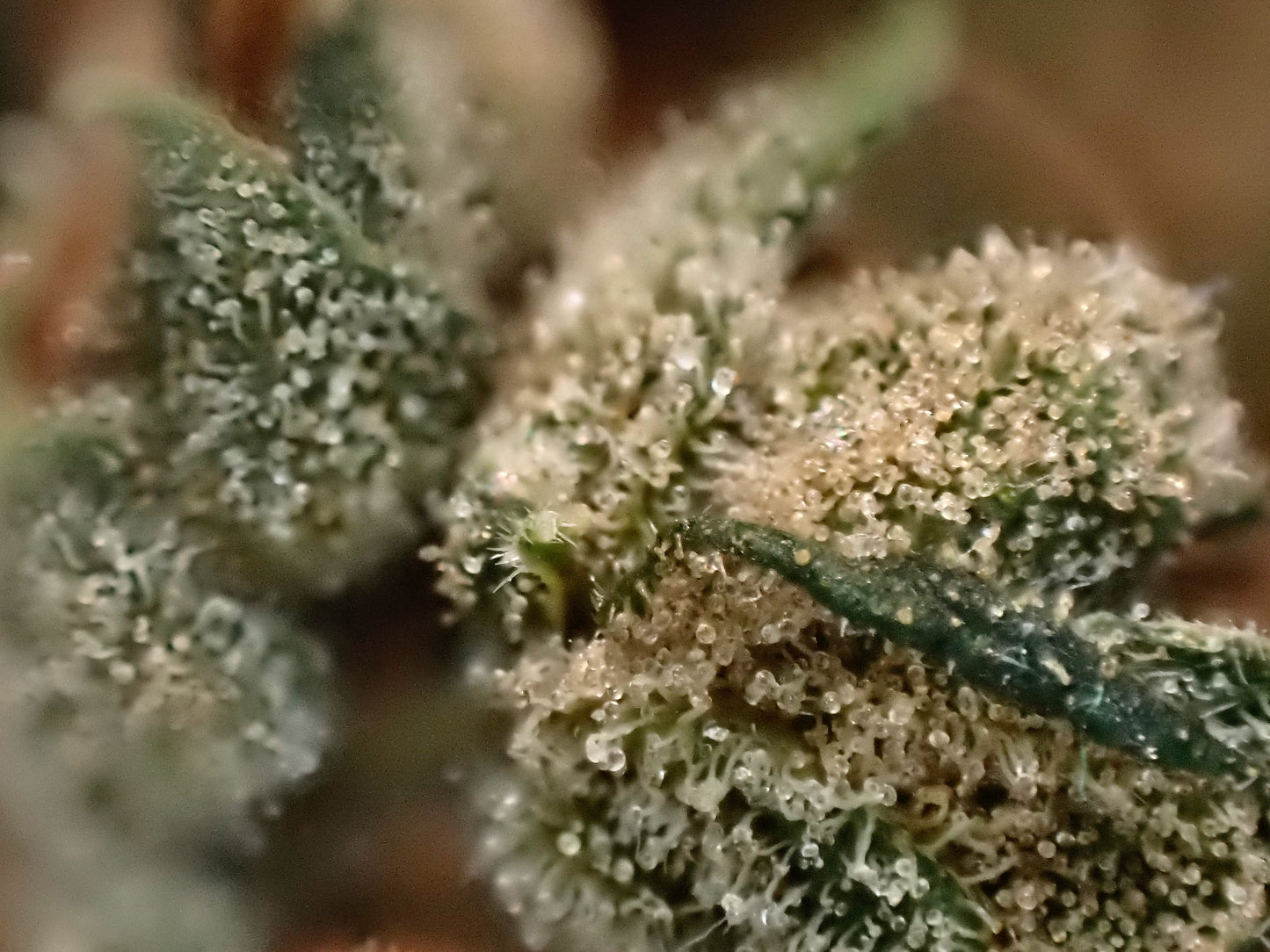 Manga Rosa Haze 🌈 🥭 🔥 🇧🇷