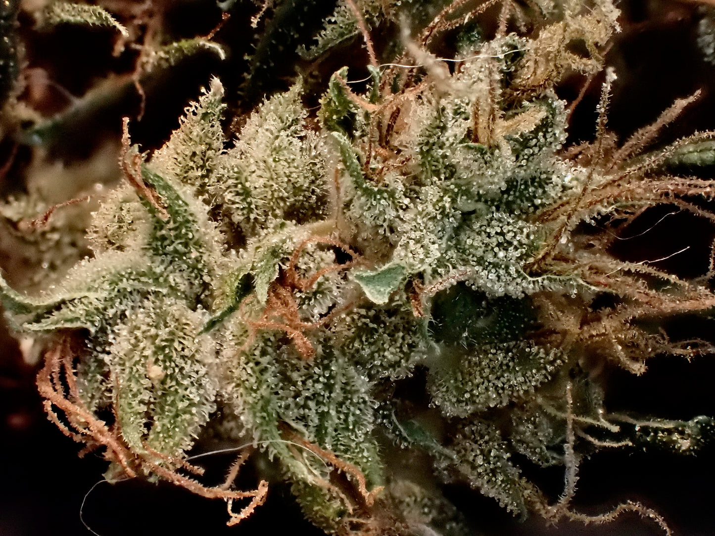 Manga Rosa Haze 🌈 🥭 🔥 🇧🇷