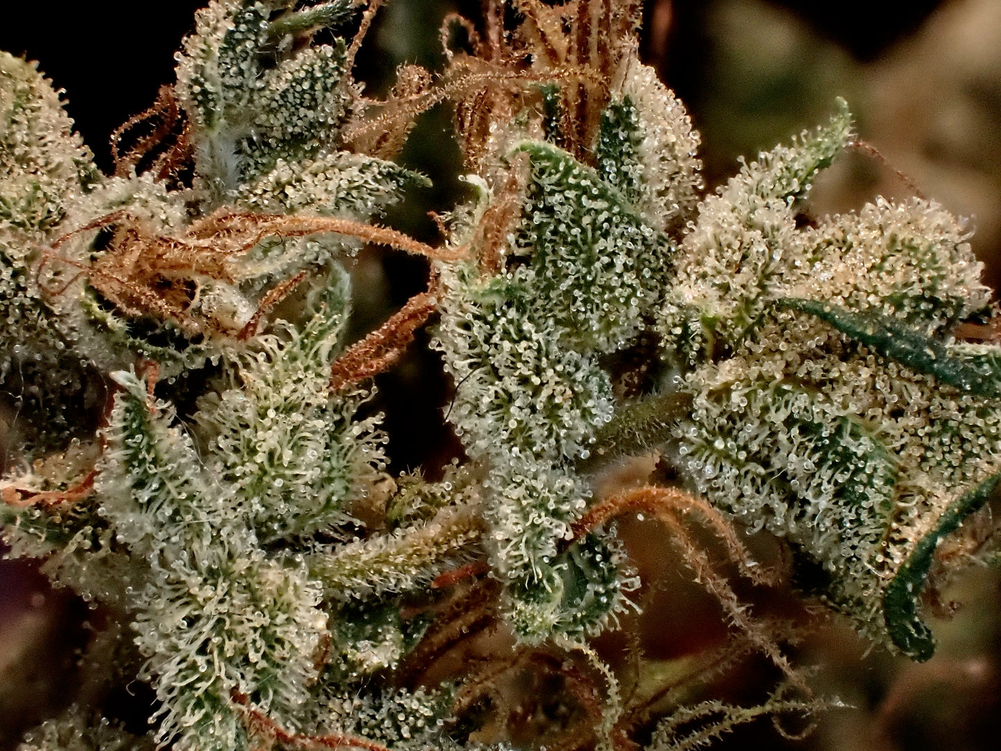 Manga Rosa Haze 🌈 🥭 🔥 🇧🇷