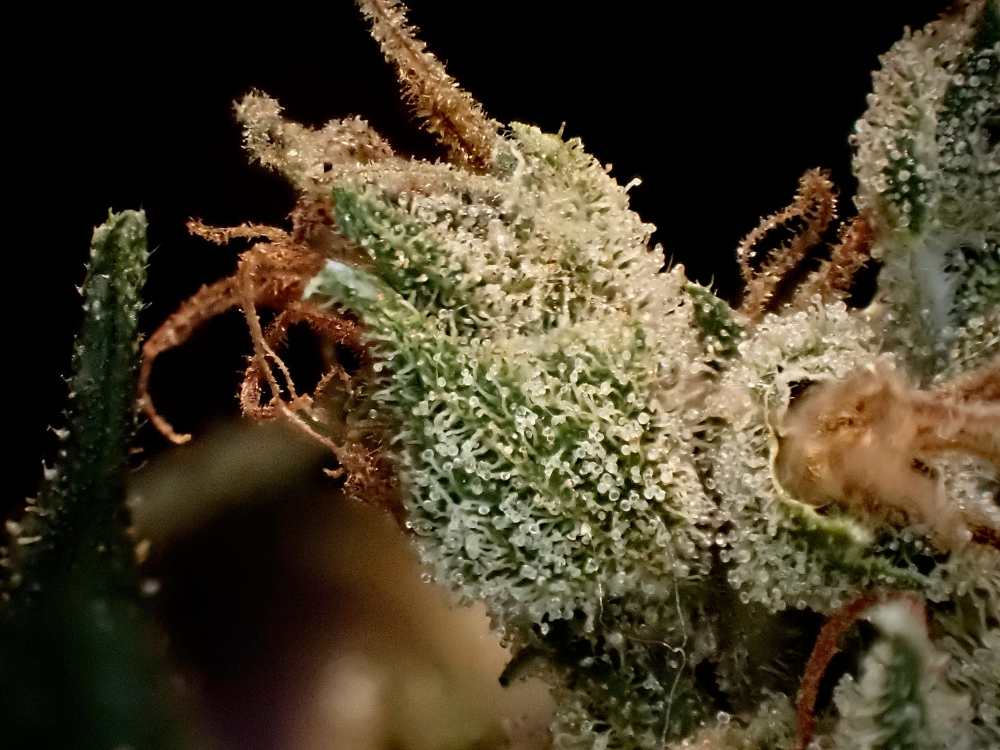 Manga Rosa Haze 🌈 🥭 🔥 🇧🇷