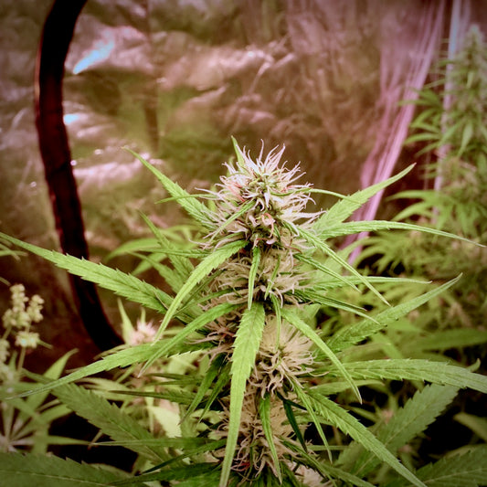 Kuamoni x Original-Haze