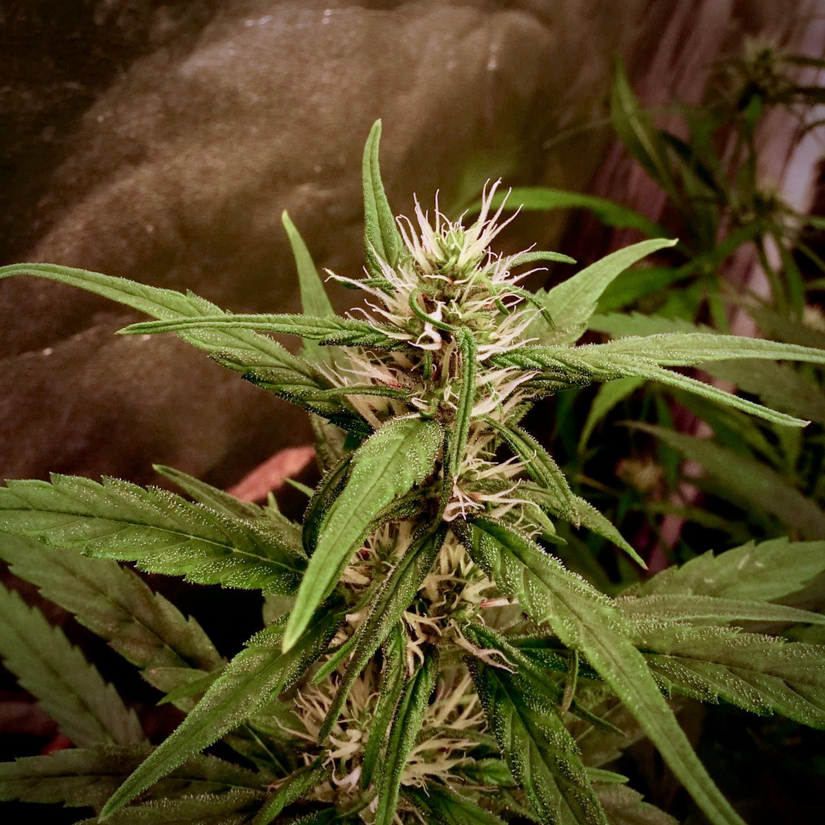 Kuamoni x Original-Haze