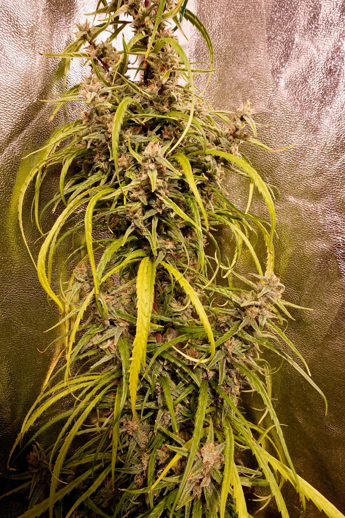 Original Haze 90’ - feminized