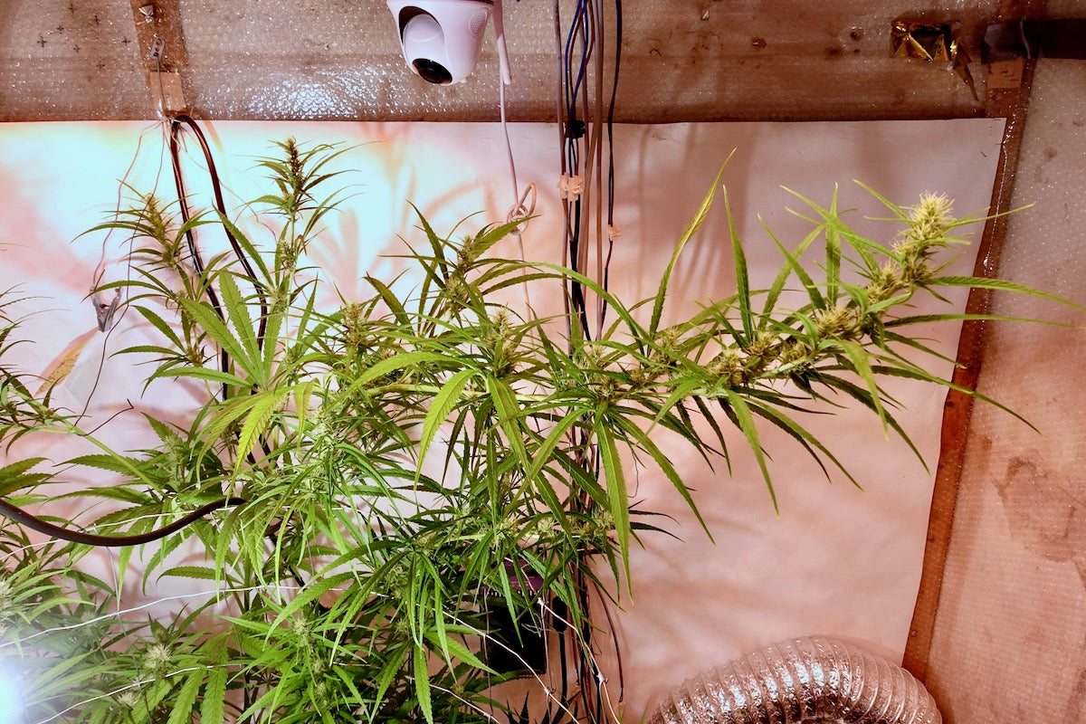 Colombian Mango Biche x Original-Haze