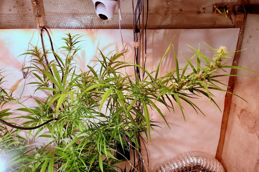 Colombian Mango Biche x Original-Haze