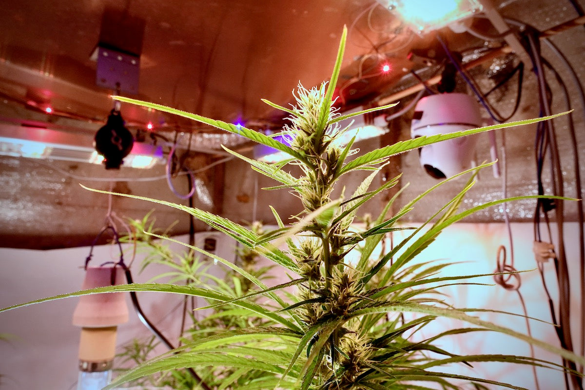 Colombian Mango Biche x Original-Haze