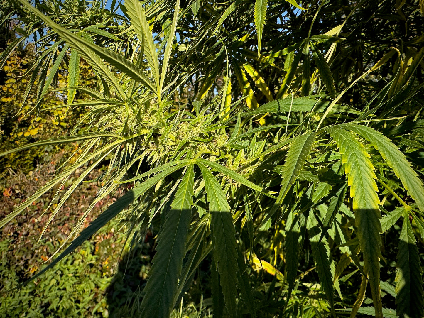 Orange Bud Auto x OHz